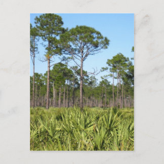 Trees en Saw Palmettos Briefkaart