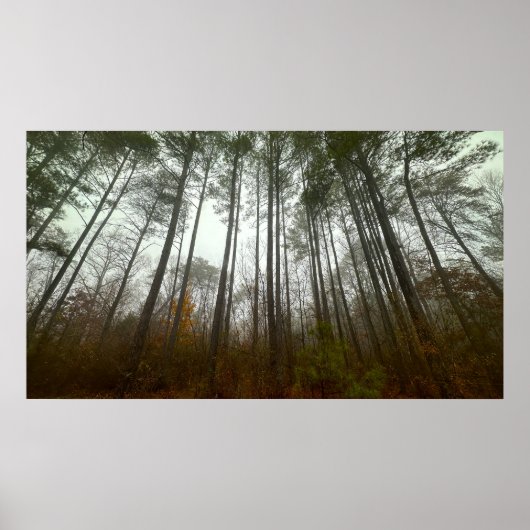 Trees & Fog, Poster (Devant)