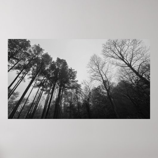 Trees & Fog, Poster (Devant)