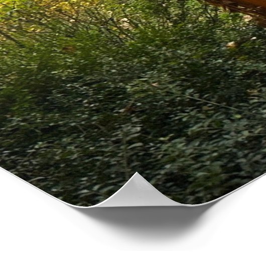 Trees & Fog,  Poster (Coin)