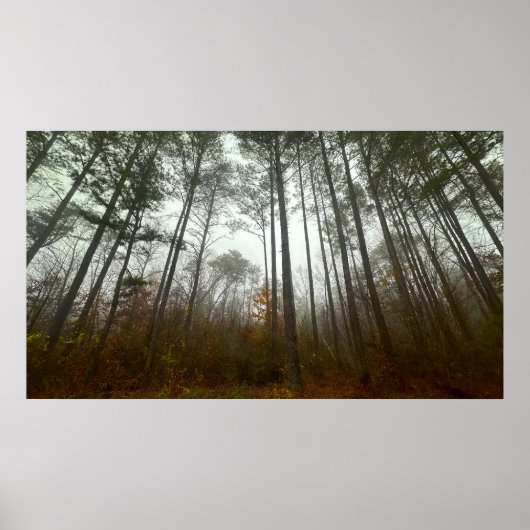 Trees & Fog, Poster (Devant)