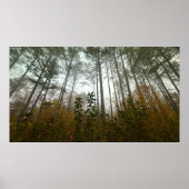 Trees & Fog, Poster (Voorkant)