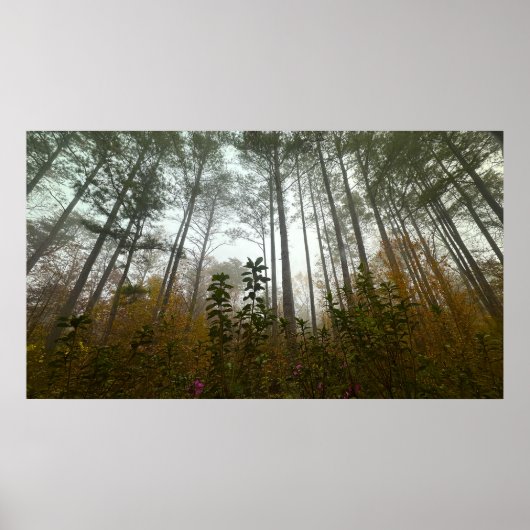 Trees & Fog,  Poster (Voorkant)