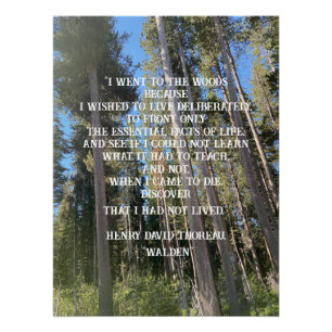 Trees Forest Bossen Thoreau Perfect Poster