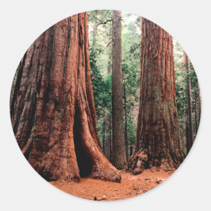 Trees Giants Calaveras Ronde Sticker