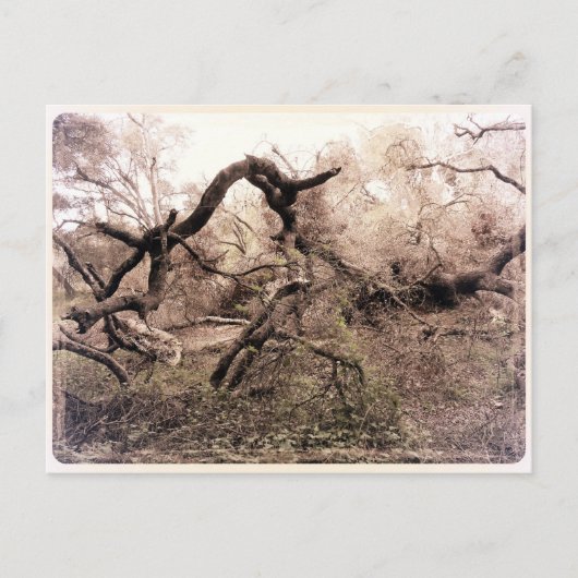 "Trees" Gilroy, CA Briefkaart (Voorkant)