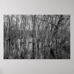 Trees in a forest in black and white beauty in na. poster