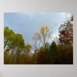 Trees in November,  Poster