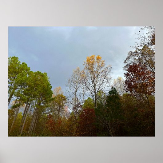 Trees in November,  Poster (Voorkant)