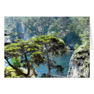 Trees op Point Lobos