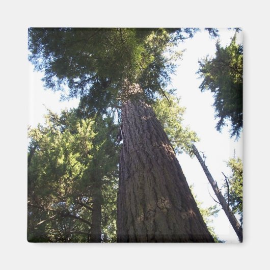 Treetops. Magneet (Voorkant)