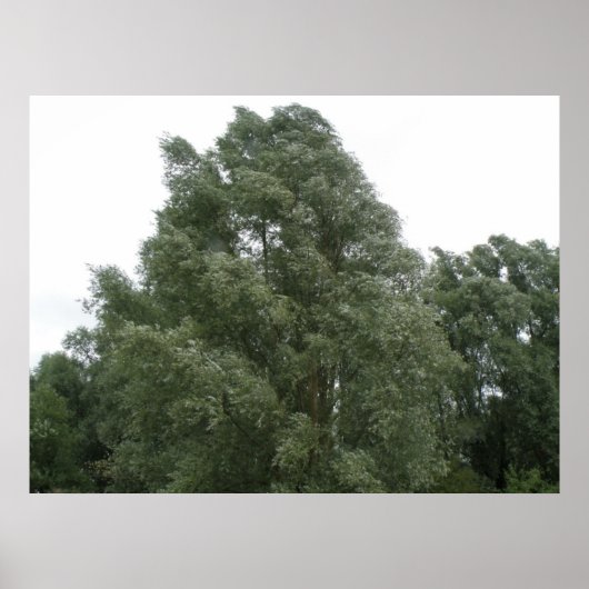 Treetops Print (Voorkant)
