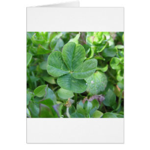 Trèfle de quatre feuilles