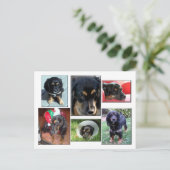 Trei-de puppy briefkaart (Staand voorkant)