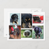 Trei-de puppy briefkaart (Voorkant / Achterkant)