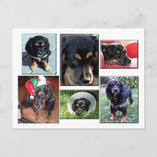 Trei-de puppy briefkaart (Voorkant)