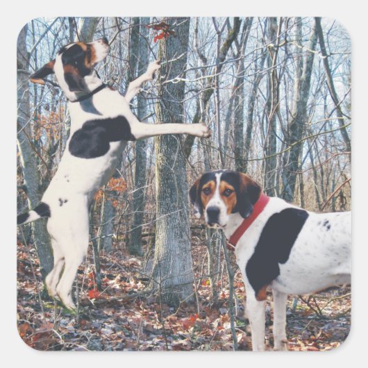 Treining Walker Coonhound Jacht Stickers (Voorkant)