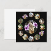 Treize Meerkats Surprise, Carte Plat (Devant / Derrière)