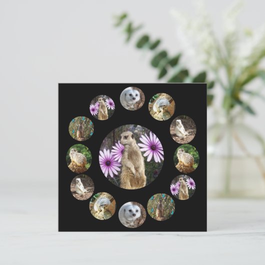 Treize Meerkats Surprise, Carte Plat (Debout devant)