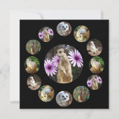 Treize Meerkats Surprise, Carte Plat (Devant)
