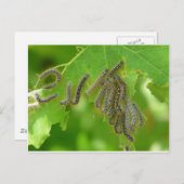 trekpijlers briefkaart (Voorkant / Achterkant)