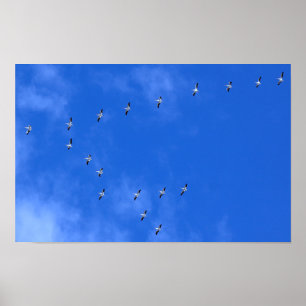 Trekvogels Poster