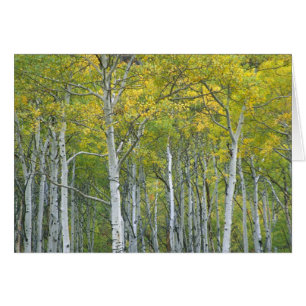 Trembles d'automne dans le col McClure au Colorado