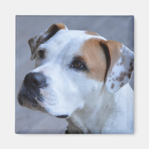Trendy Personalized Pet Photo Magnet Magneet