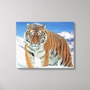 Trendy Tiger Winter Natuur Fotosneeuwbergen Canvas Afdruk