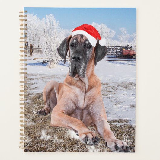 Très Beau Chien Danse Assis Dans Le Casquette De N (Devant)