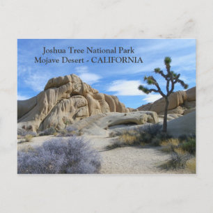 Très Belle Carte Postale Joshua Tree !
