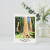 Très Belle Carte Postale Sequoia ! (Debout devant)