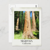 Très Belle Carte Postale Sequoia ! (Devant / Derrière)