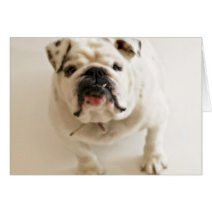 Très mignon Bulldog
