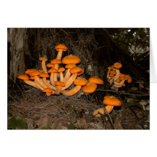 Trésor profond en bois