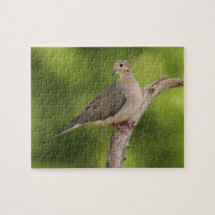 Treurdouduif, Zenaida macroura Legpuzzel