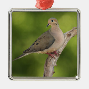 Treurdouw, Zenaida macroura Metalen Ornament