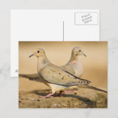 Treurduif Briefkaart (Voorkant / Achterkant)