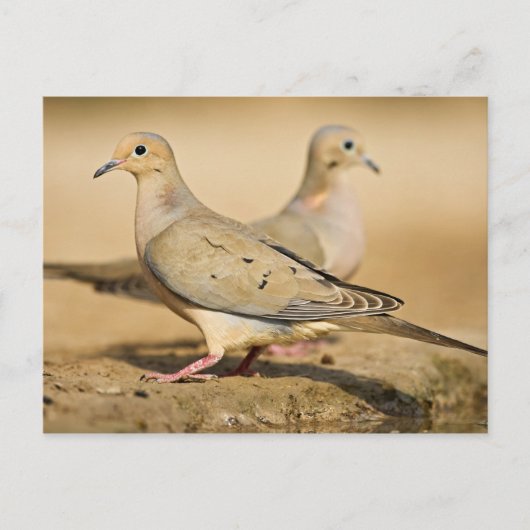 Treurduif Briefkaart (Voorkant)