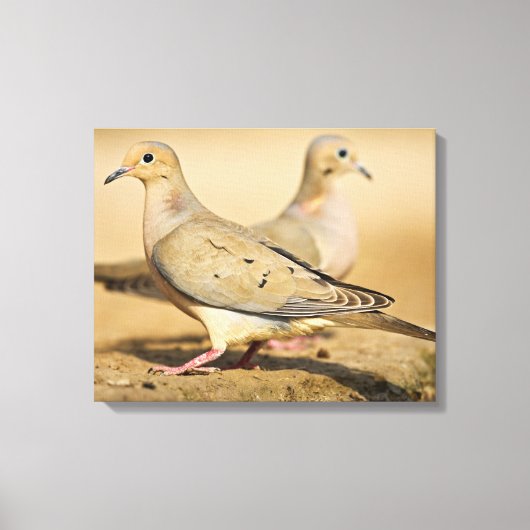 Treurduif Canvas Afdruk (Voorkant)