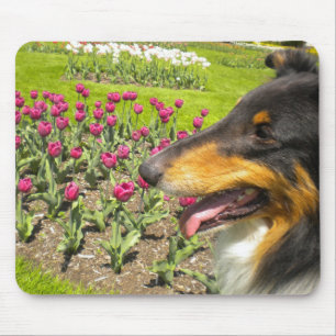 Tri Collie N de Tulps-Muismat Muismat