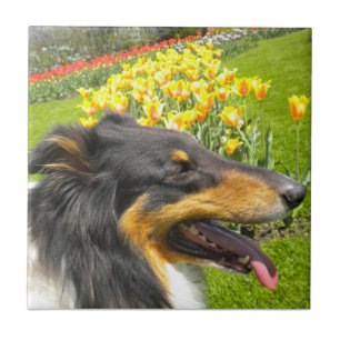 Tri Collie N. Tulps Tegel Trivet Tegeltje