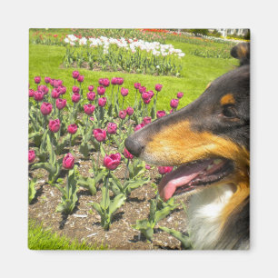 Tri-Color brut Collie n Tulips Magnet