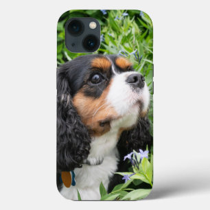 Tri Color Cavalier King Charles Spaniel Dog iPhone 13 Hoesje
