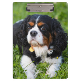 Tri Color Cavalier King Charles Spaniel Dog Klembord