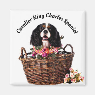 Tri Color Cavalier King Charles Spaniel Dog Magneet