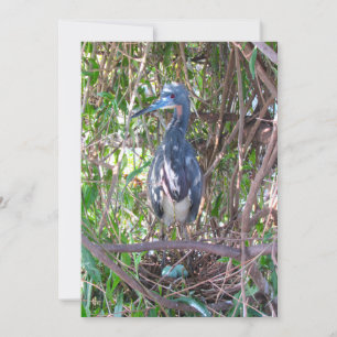 Tri-Color Heron op Nest met Eggs Flat Kaart