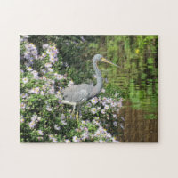 Tri-Color Heron, Wilde Flowers en reflecties