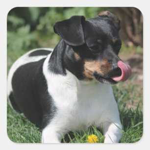 Tri Color Jack Russell Terrier Puppy Dog Vierkante Sticker