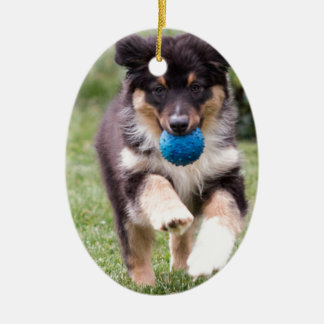 Tri Colored Australian Shepherd Pup Keramisch Ornament